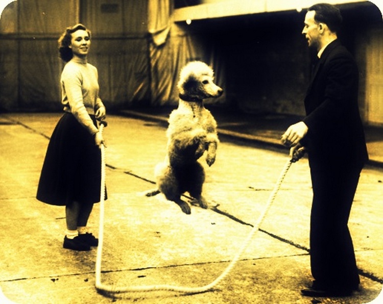 French Circus Poodle